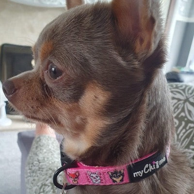 Signature Pink Chihuahua Print Exclusive Designer Collar by My Chi and Me