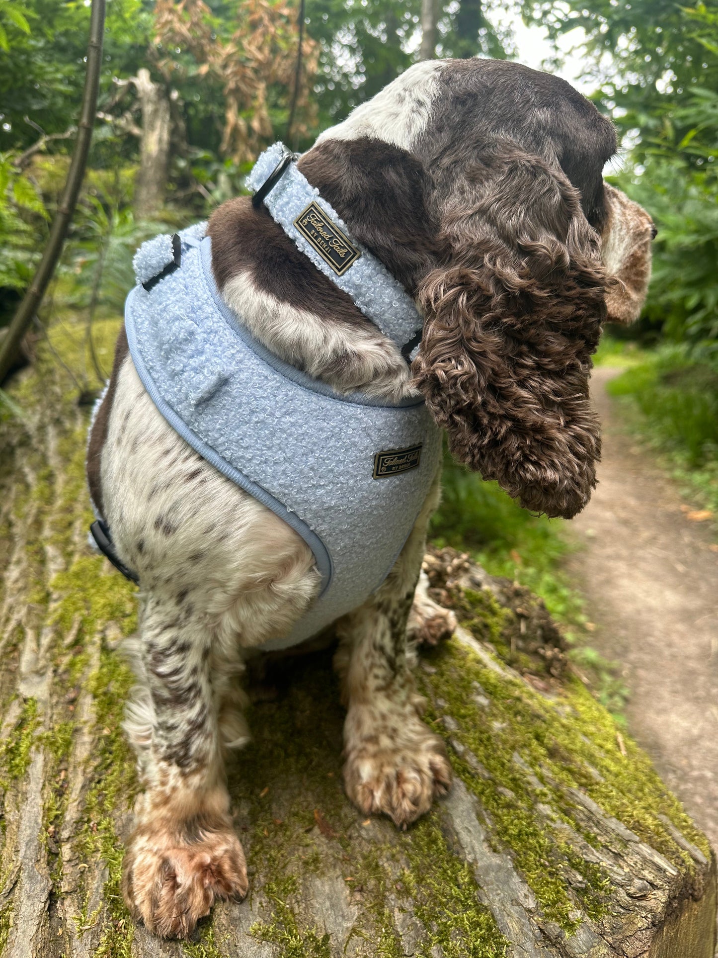 Aqua Dreams Adjustable Harness