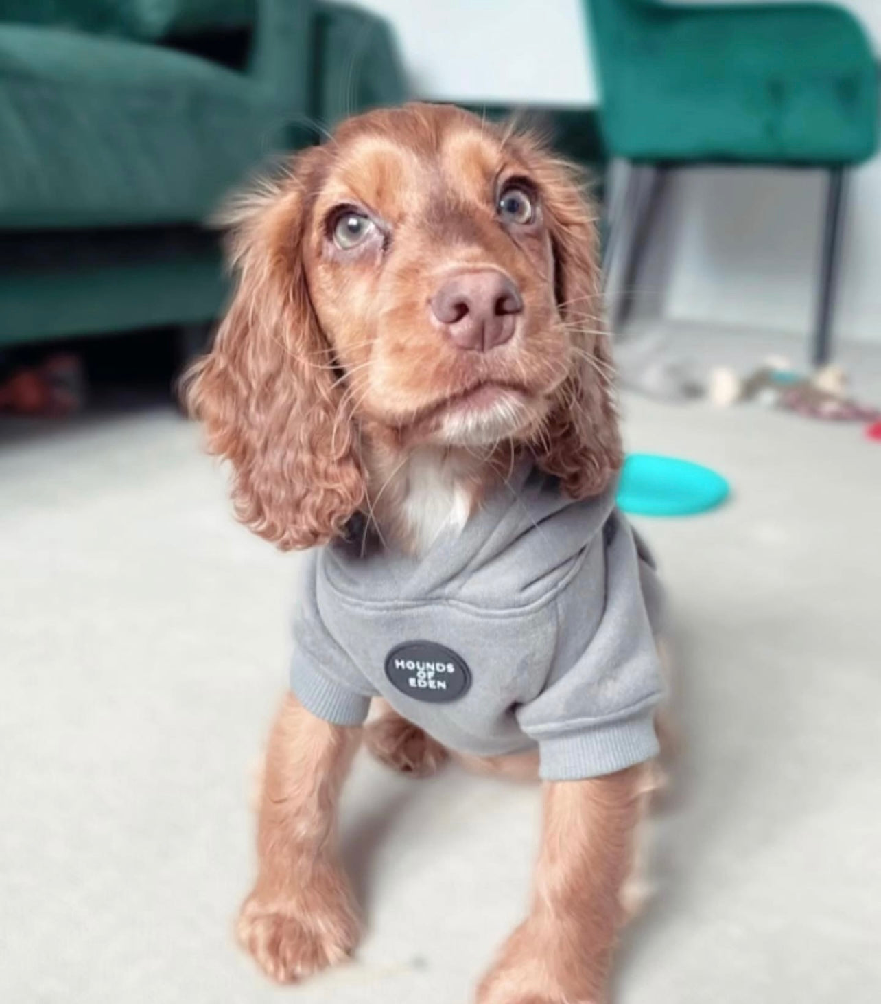 Dog Hoodie - Grey
