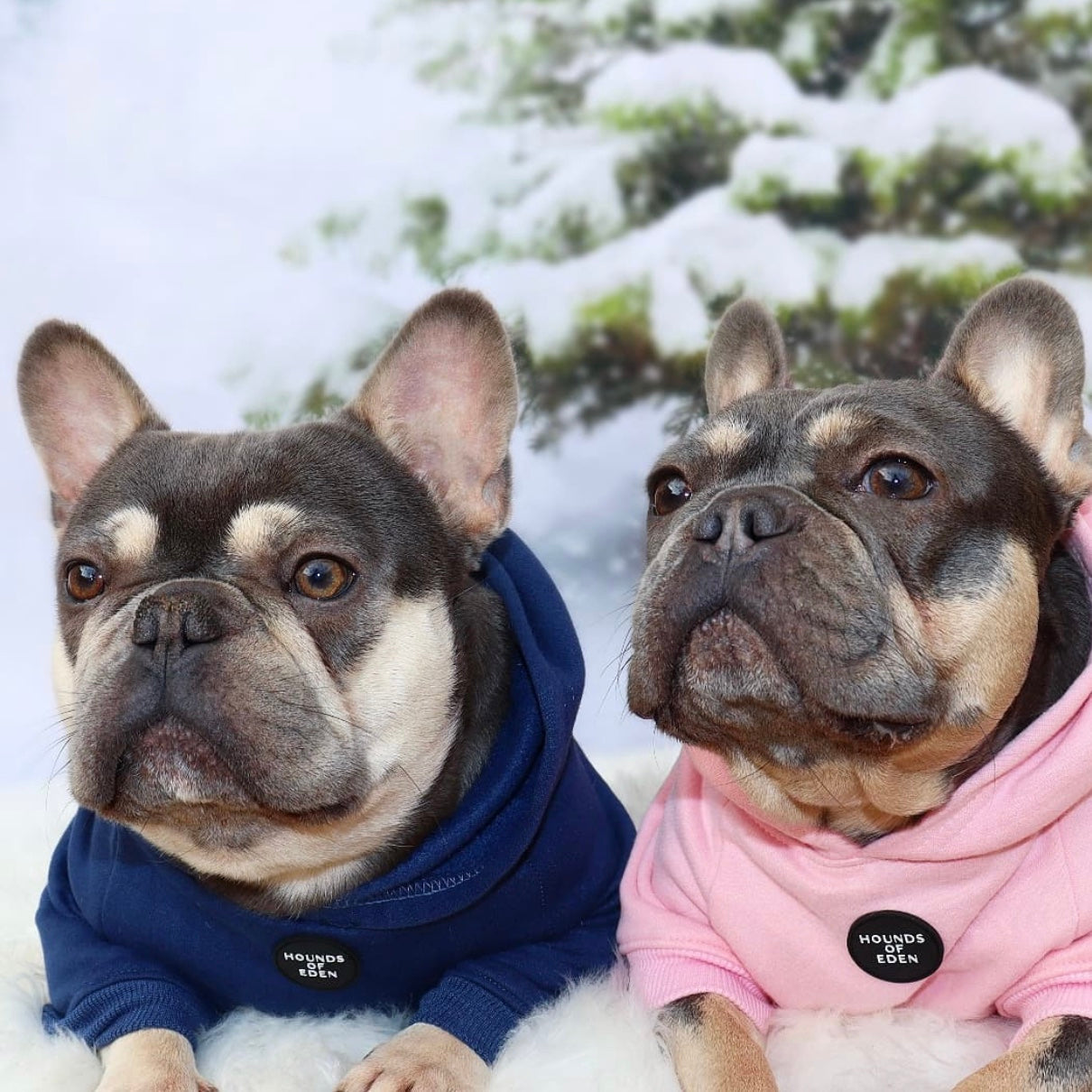 Dog Hoodie - Grey
