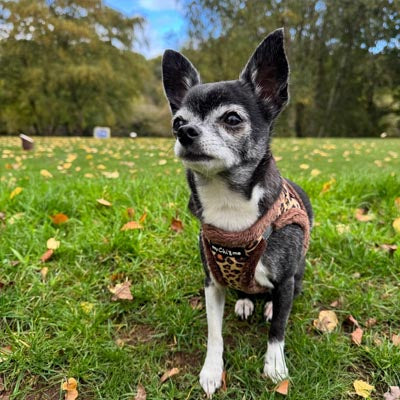 Tiny Trails Step In Luxury Leopard Puppy and Small Dog Harness