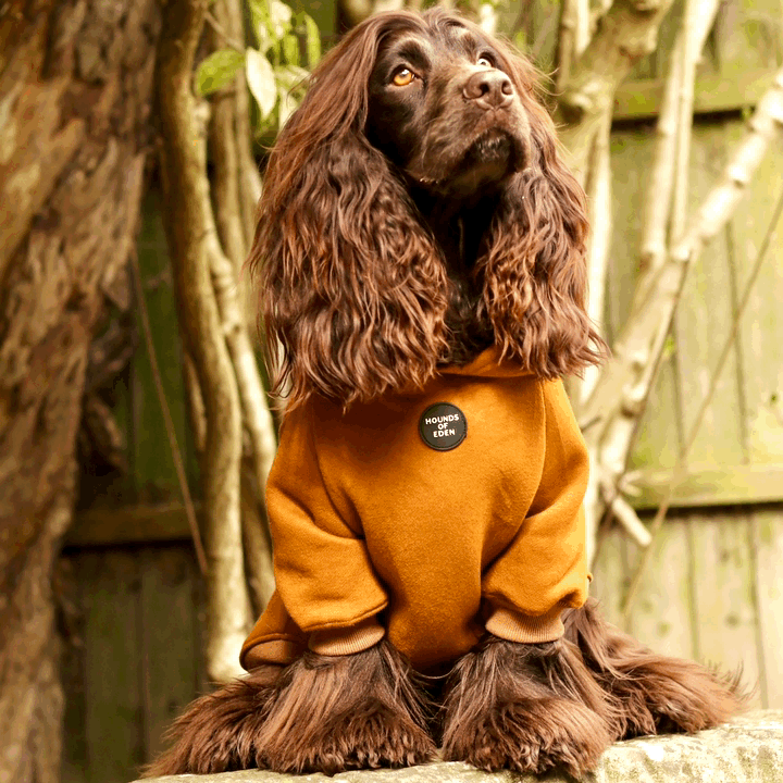 Dog Hoodie - Grey