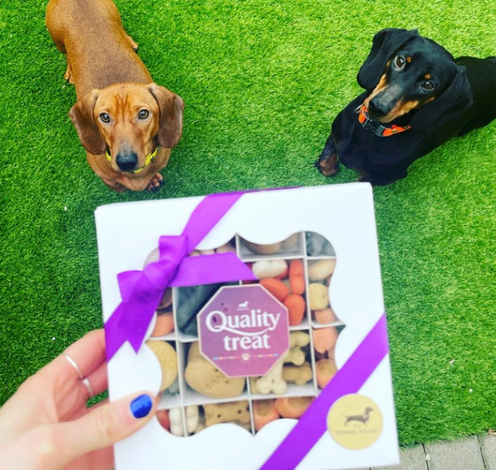 Quality Treat Box for Dogs