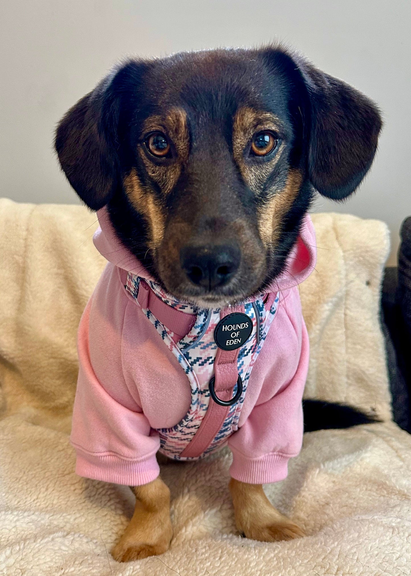 Dog Hoodie - Grey