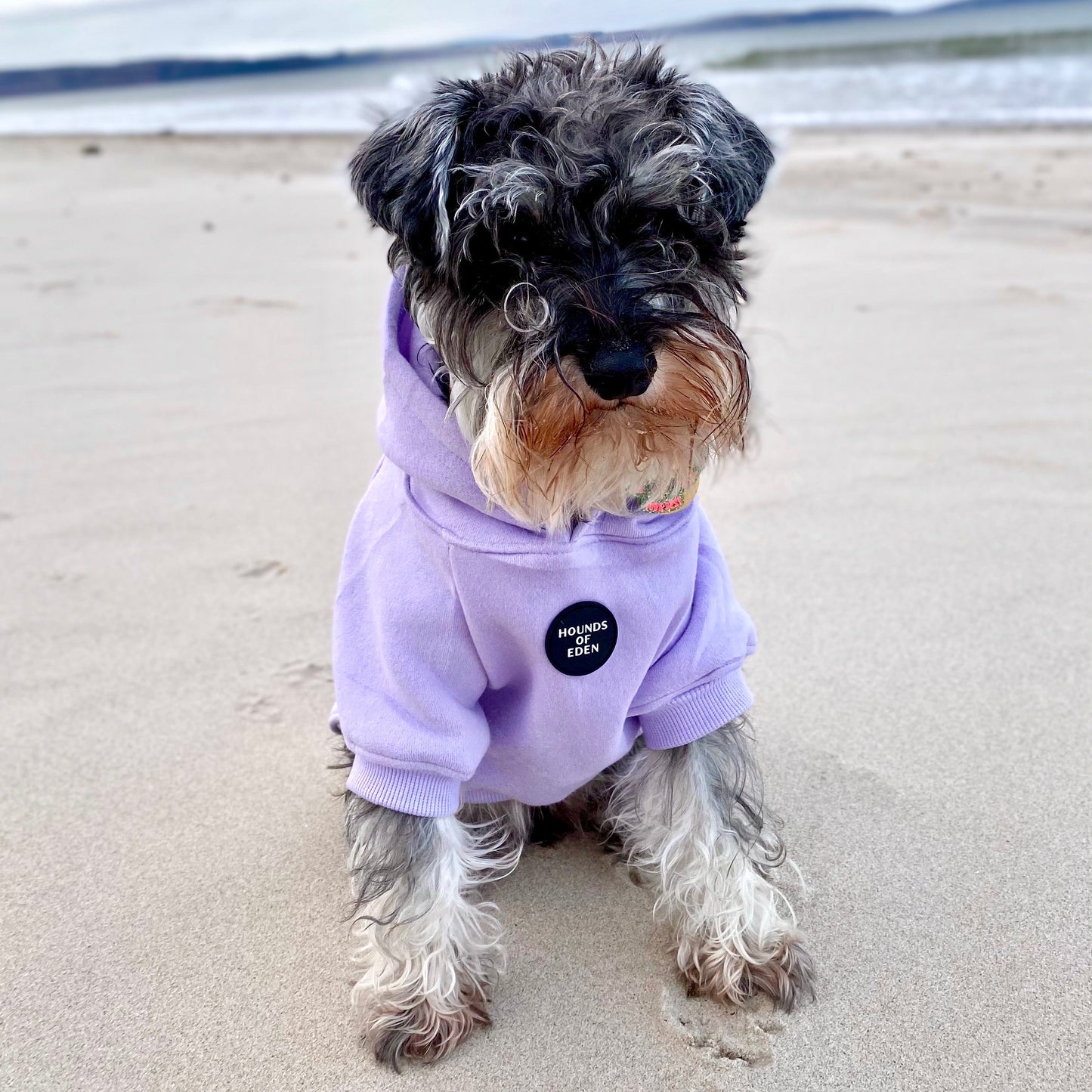 Dog Hoodie - Grey