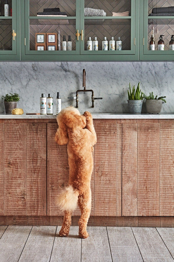 Organic Super Sensitive Shampoo