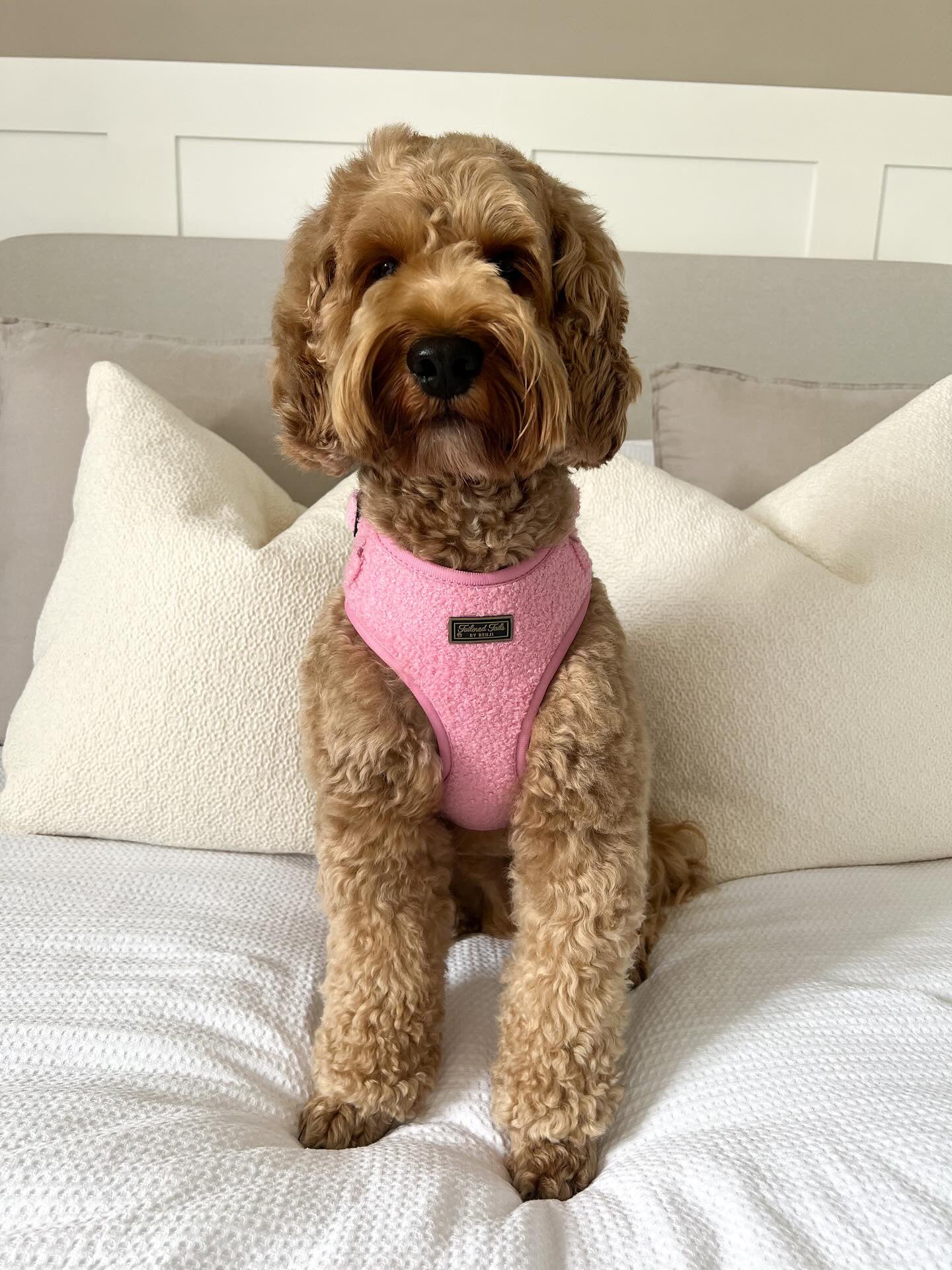 Tickled Pink Adjustable Harness