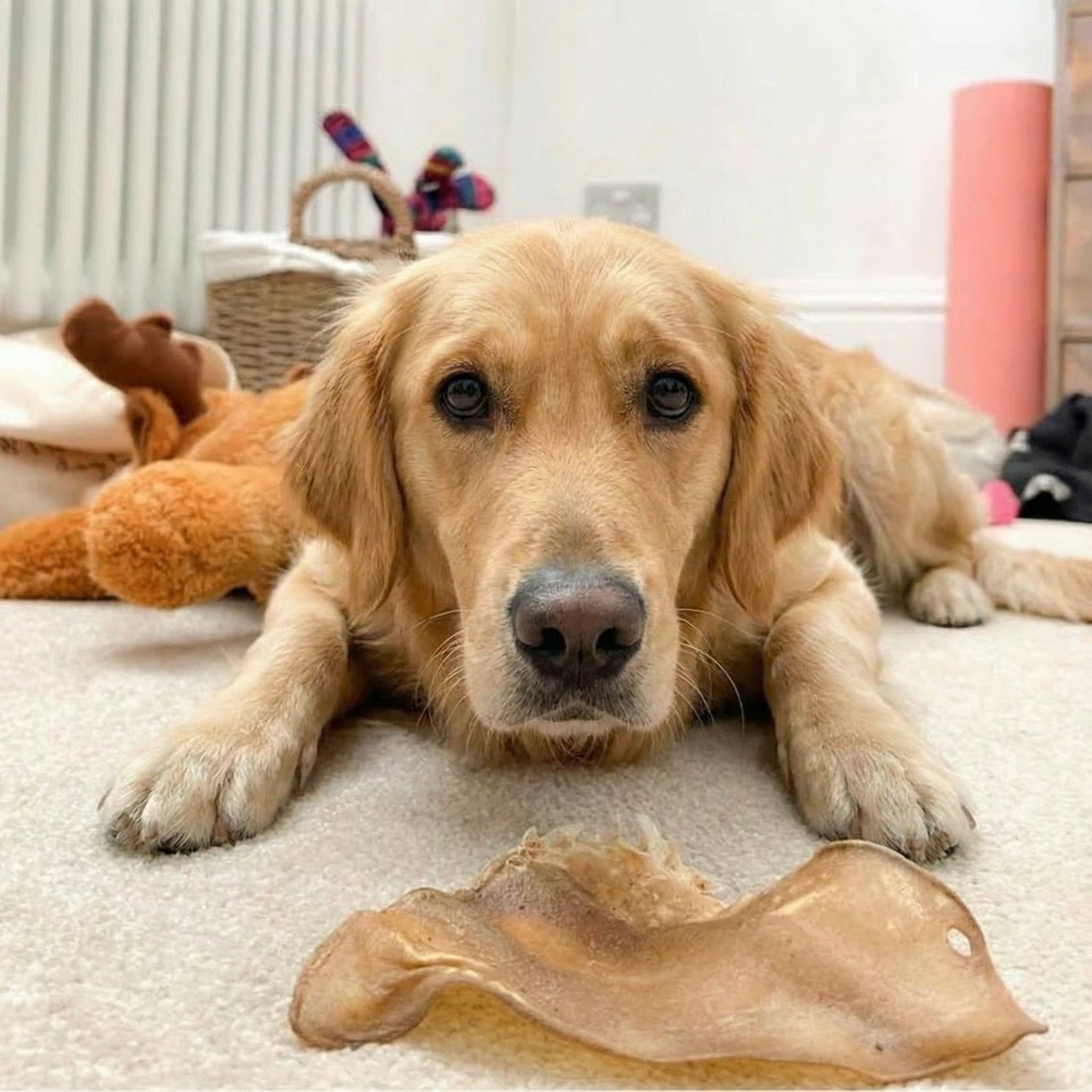Buffalo Ears - Dog Treats - 50 Ears