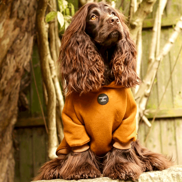 Dog Hoodie - Purple