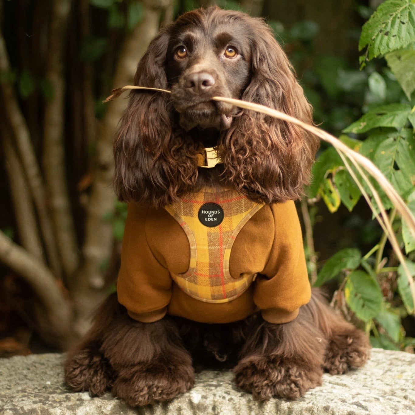 Dog Hoodie - Olive Green