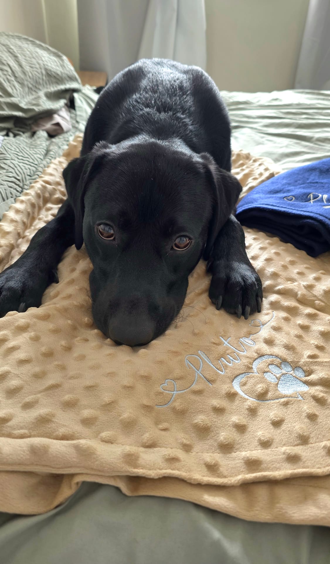 Embroidered Personalised Pet Blankets | Personalised Pet Gifts