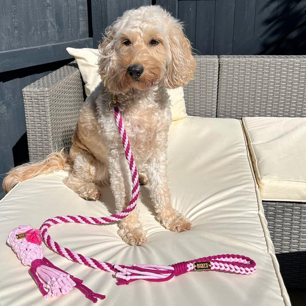 Make Your Own Dog Lead Craft Kit - PINK