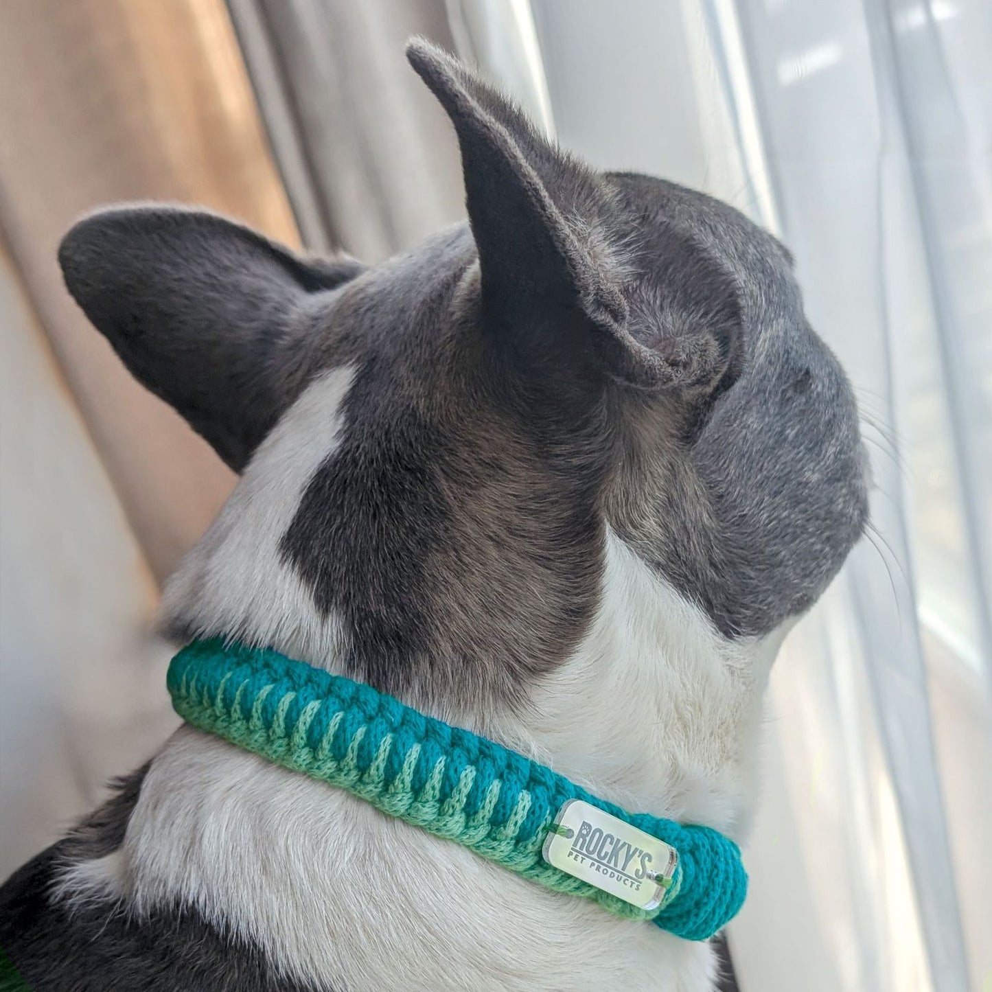 Make Your Own Dog Collar & Friendship Bracelet Craft Kit - MINT