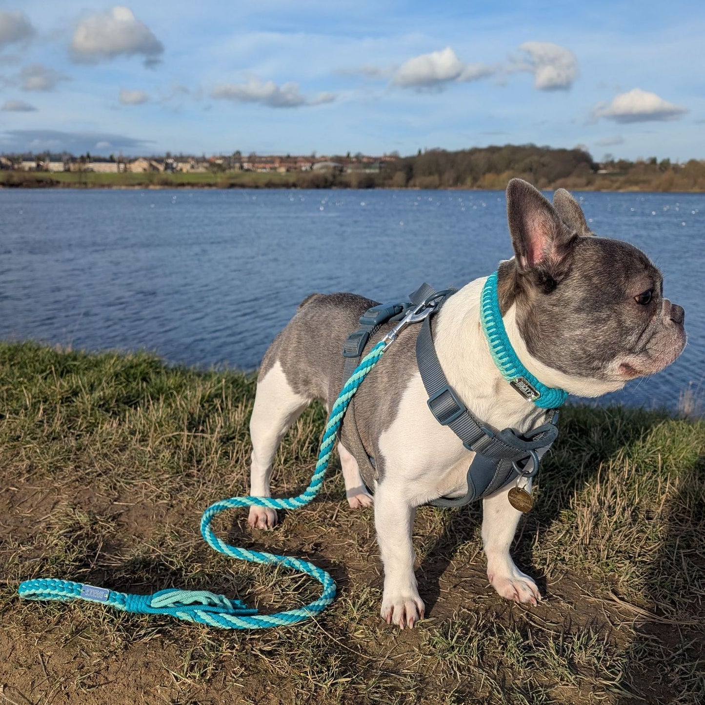 Make Your Own Dog Collar & Friendship Bracelet Craft Kit - MINT