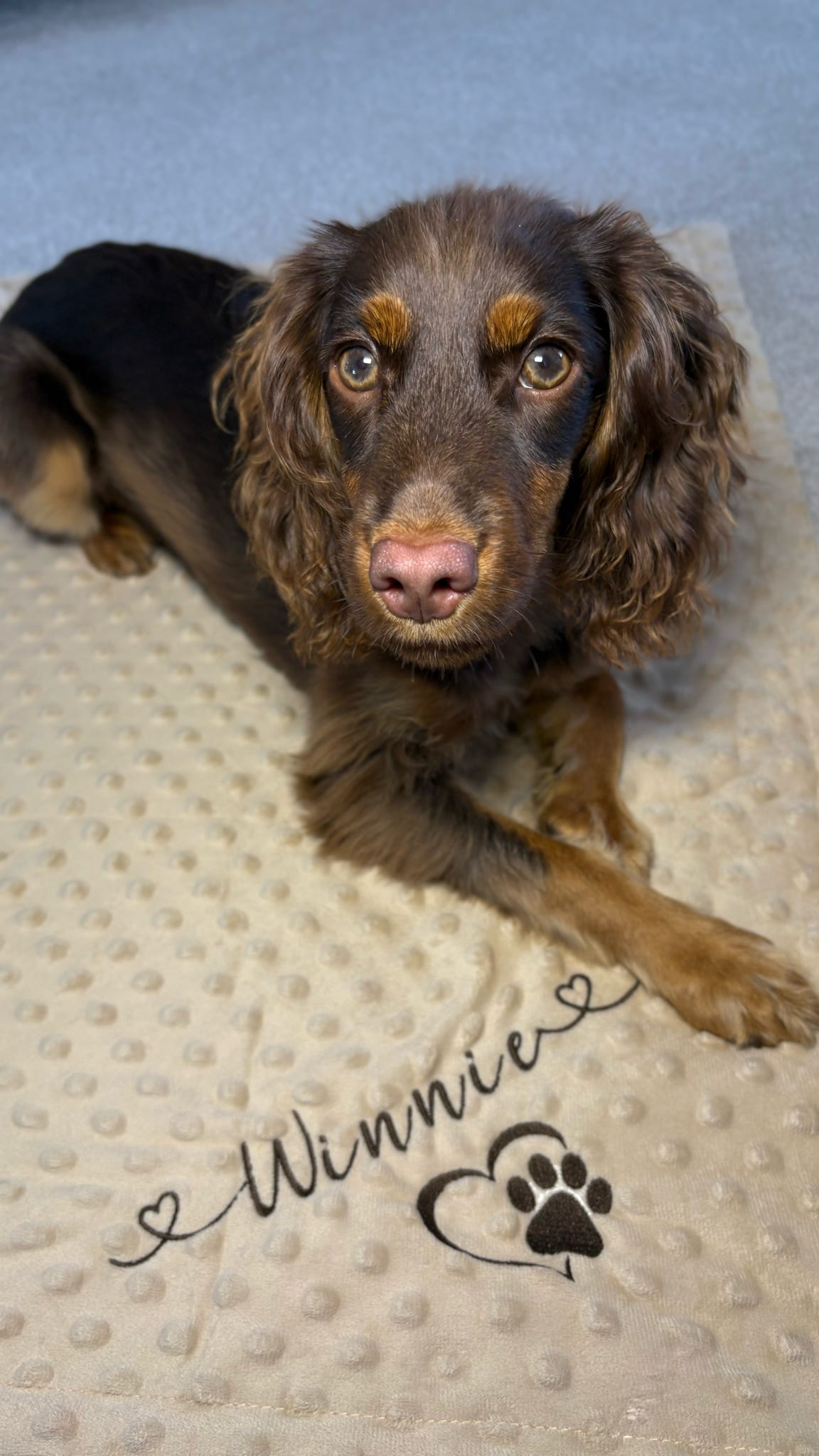 Embroidered Personalised Pet Blankets | Personalised Pet Gifts