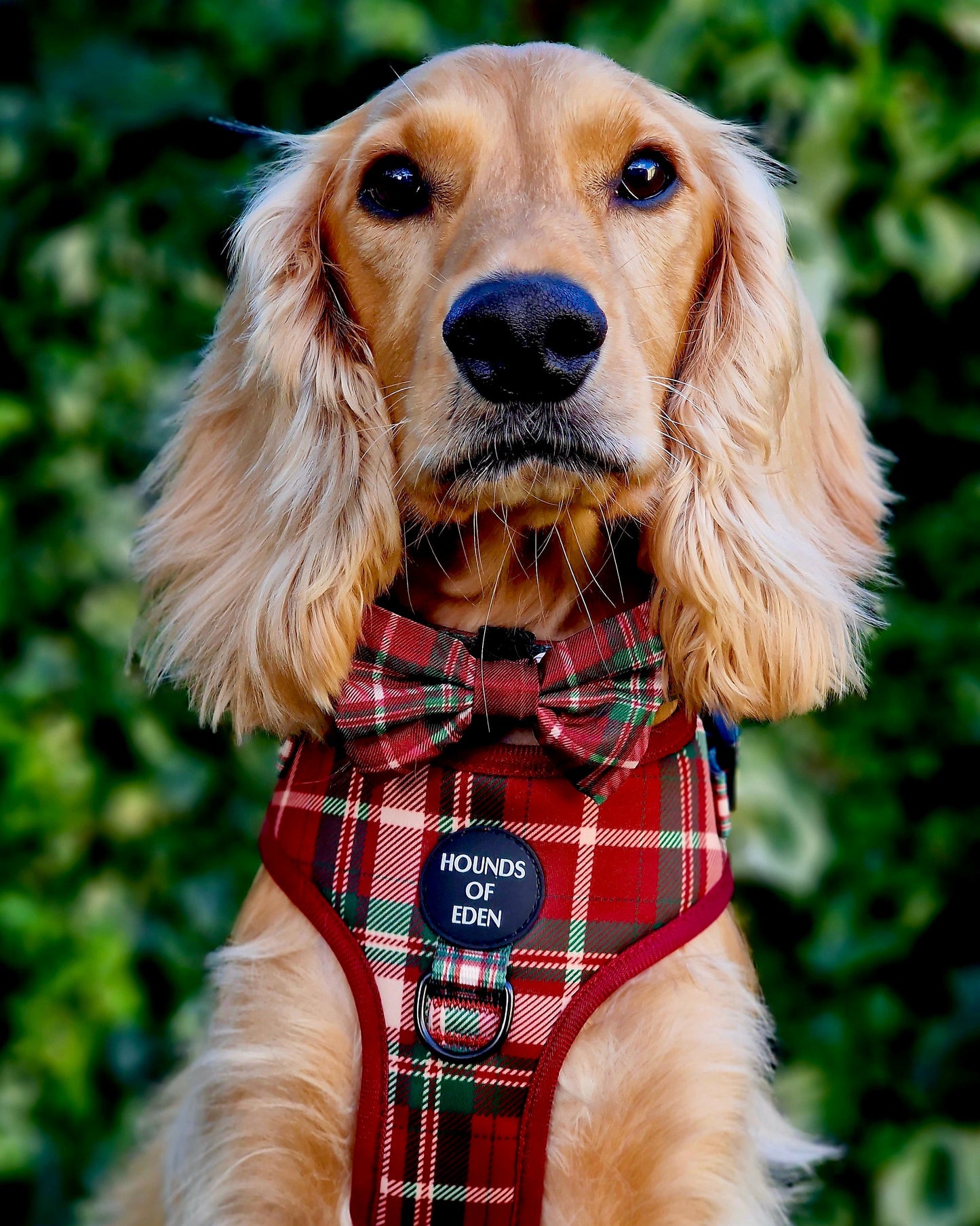 Tartan Me Up - Red & Cream Tartan Dog Snood