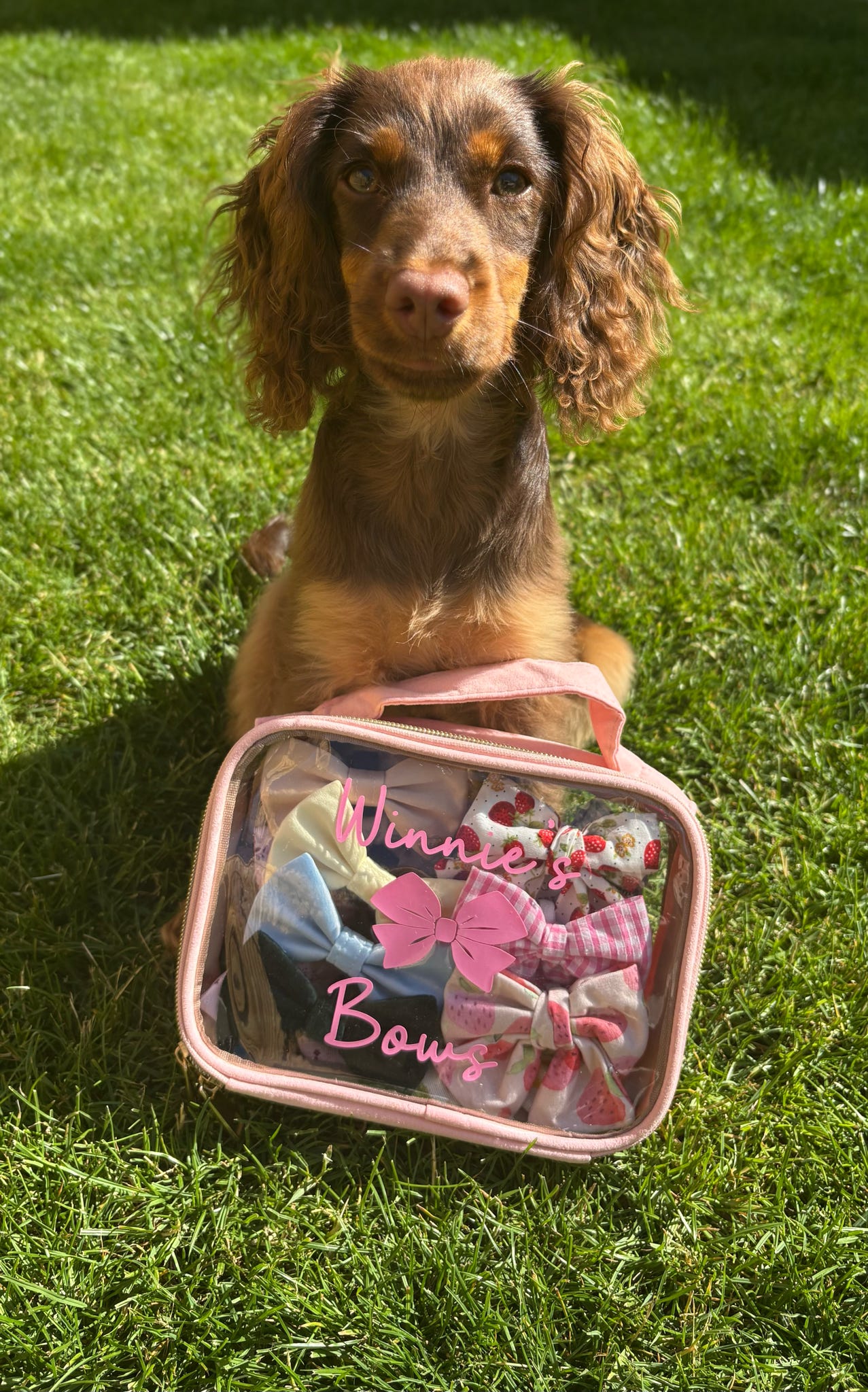 Personalised Pet Vanity/Travel Bags