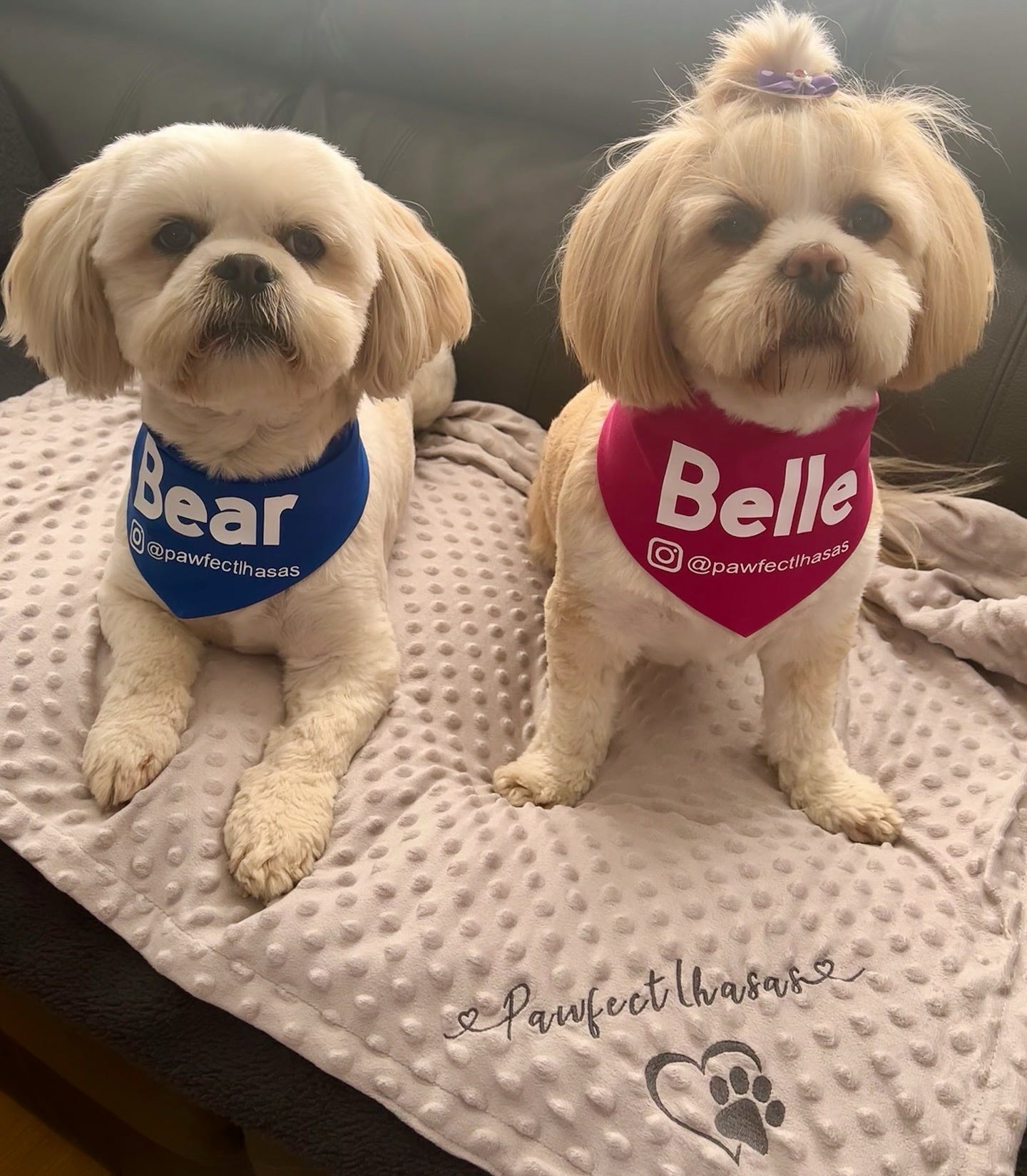 Embroidered Personalised Pet Blankets | Personalised Pet Gifts