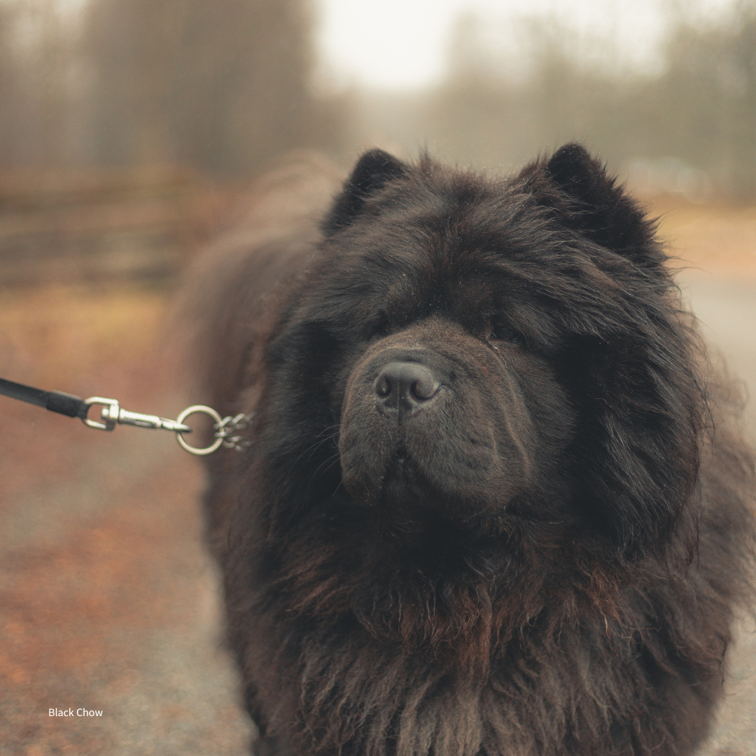 Send Some Floofy Love: Black Chow Chow 'Aloof Floof' Greeting Card