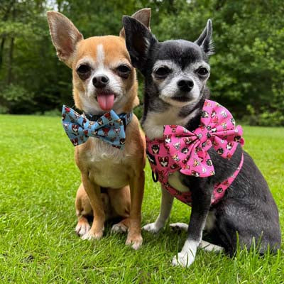 Signature Pink Chihuahua Print Exclusive Small Sailor Bow by My Chi and Me