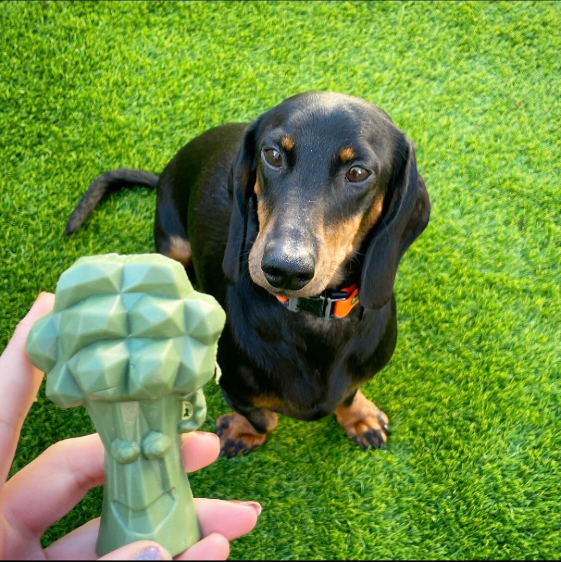 Rosewood Carrot and Broccoli Dog Chew Treats