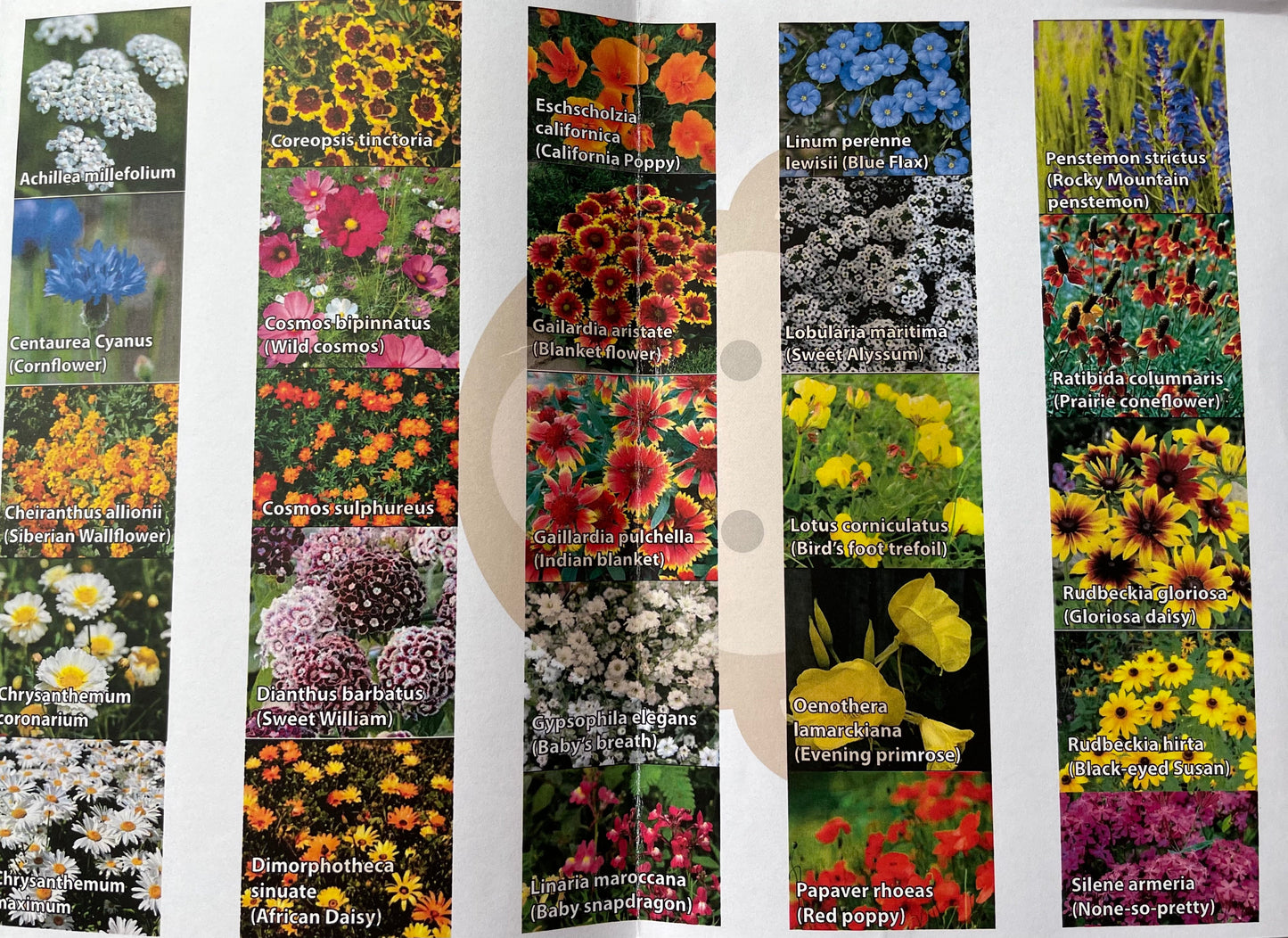 Over the Rainbow Bridge Plantable Keepsake card and Bracelet