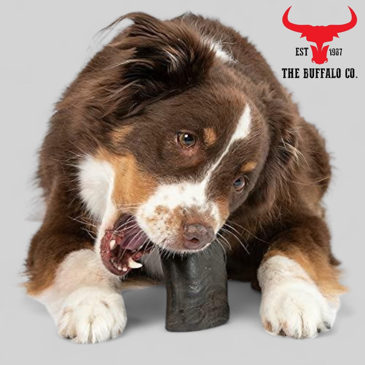 Buffalo Horn-Large (6-8 inch)-Dog Treats