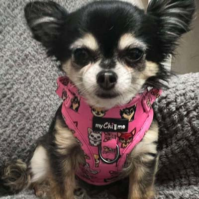 Signature Pink Chihuahua Print Exclusive Small Dog Harness by My Chi and Me SALE
