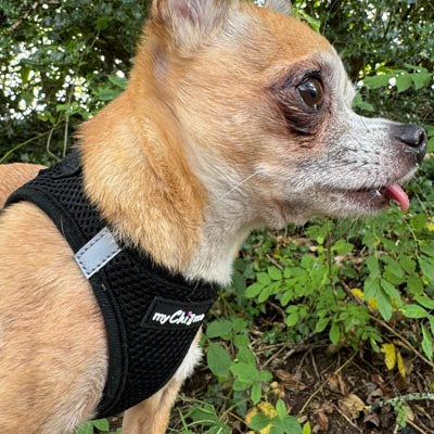 Tiny Trails Step In Air Mesh Puppy and Small Dog Harness Black