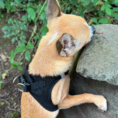 Tiny Trails Step In Air Mesh Puppy and Small Dog Harness Black