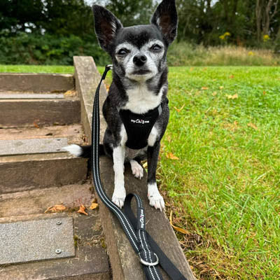 Tiny Trails Reflective 15mm Webbing Lead with Neoprene Handle Lining Purple