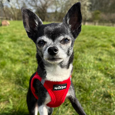 Tiny Trails Step In Air Mesh Puppy and Small Dog Harness Red