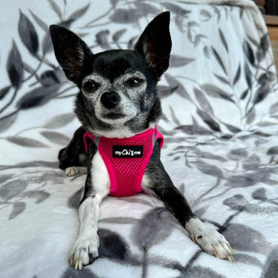 Tiny Trails Step In Air Mesh Puppy and Small Dog Harness Hot Pink