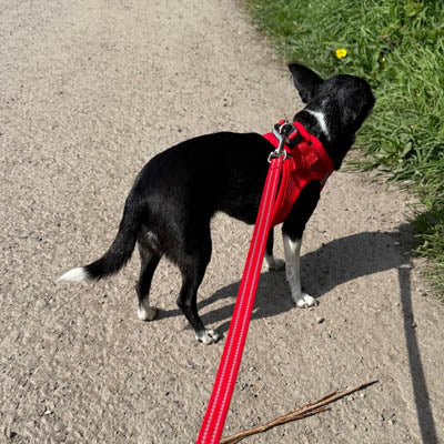 Tiny Trails Step In Air Mesh Puppy and Small Dog Harness Red