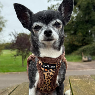 Tiny Trails Step In Luxury Leopard Puppy and Small Dog Harness