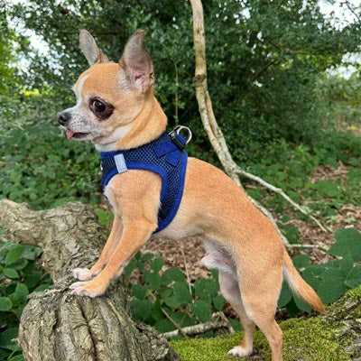 Tiny Trails Step In Air Mesh Puppy and Small Dog Harness Navy