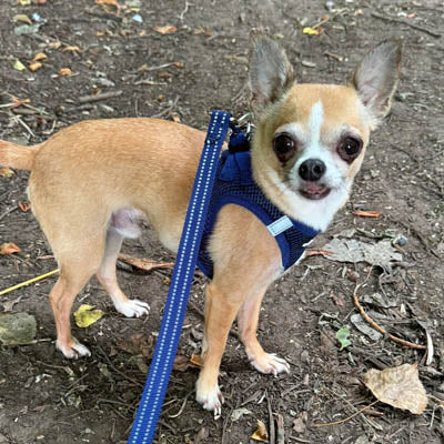 Tiny Trails Step In Air Mesh Puppy and Small Dog Harness Navy