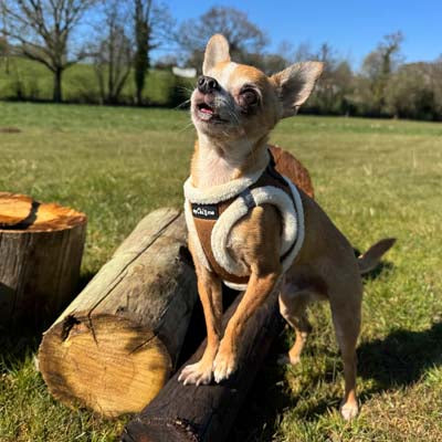 Tiny Trails Step In Soft Touch Suede Effect Faux Fur Lined Puppy and Small Dog Harness Mocha