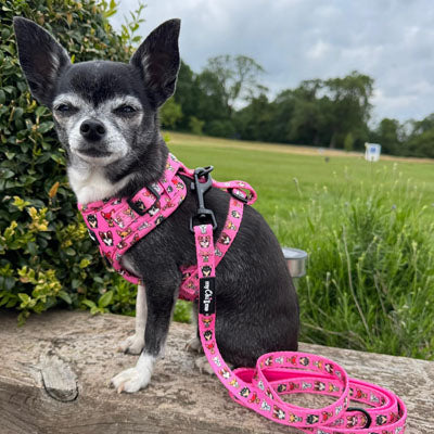 Signature Pink Chihuahua Print Exclusive Lead by My Chi and Me