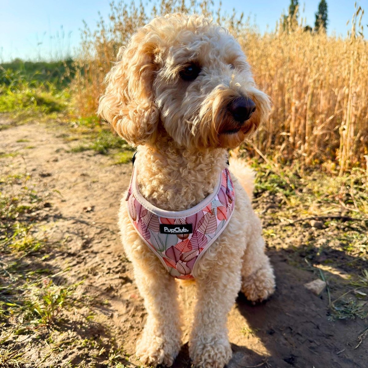 Adjustable Harness - Autumn Breeze