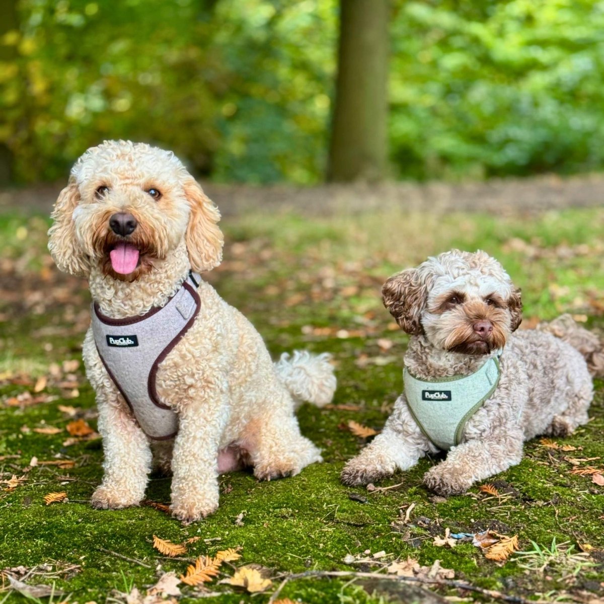 Tweed Adjustable Harness - Brown