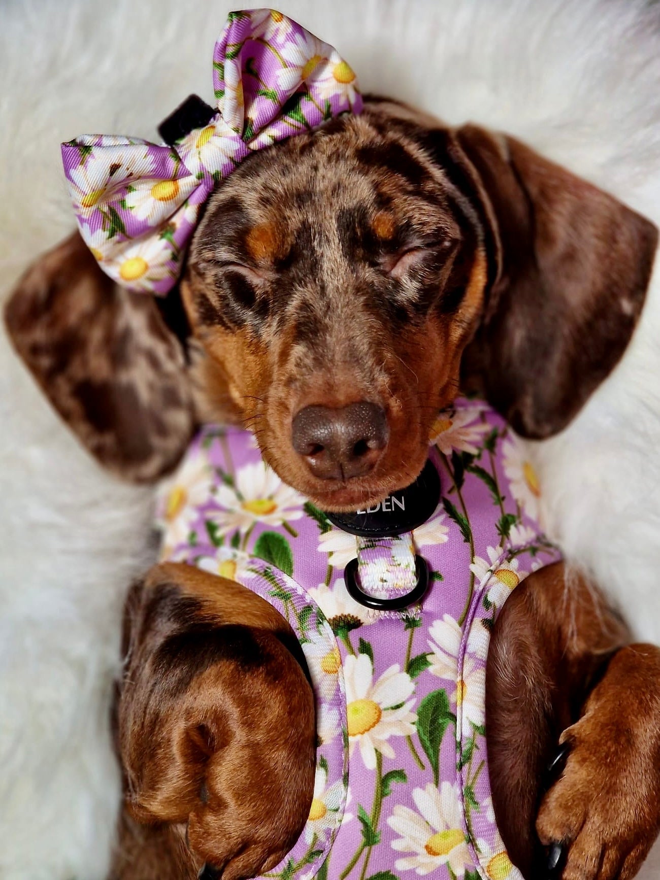 Daisy Dreams Design Dog Harness
