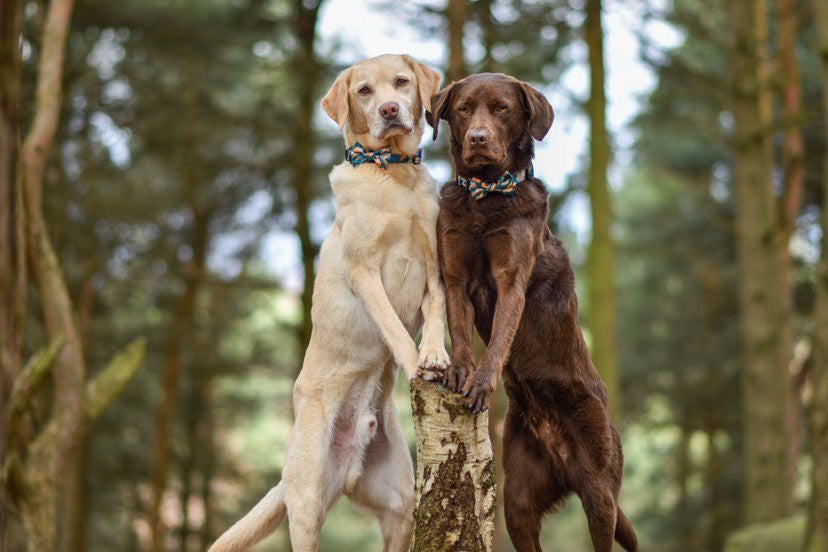 Supaw Strong™ 'Brush It Off' Utility Harness