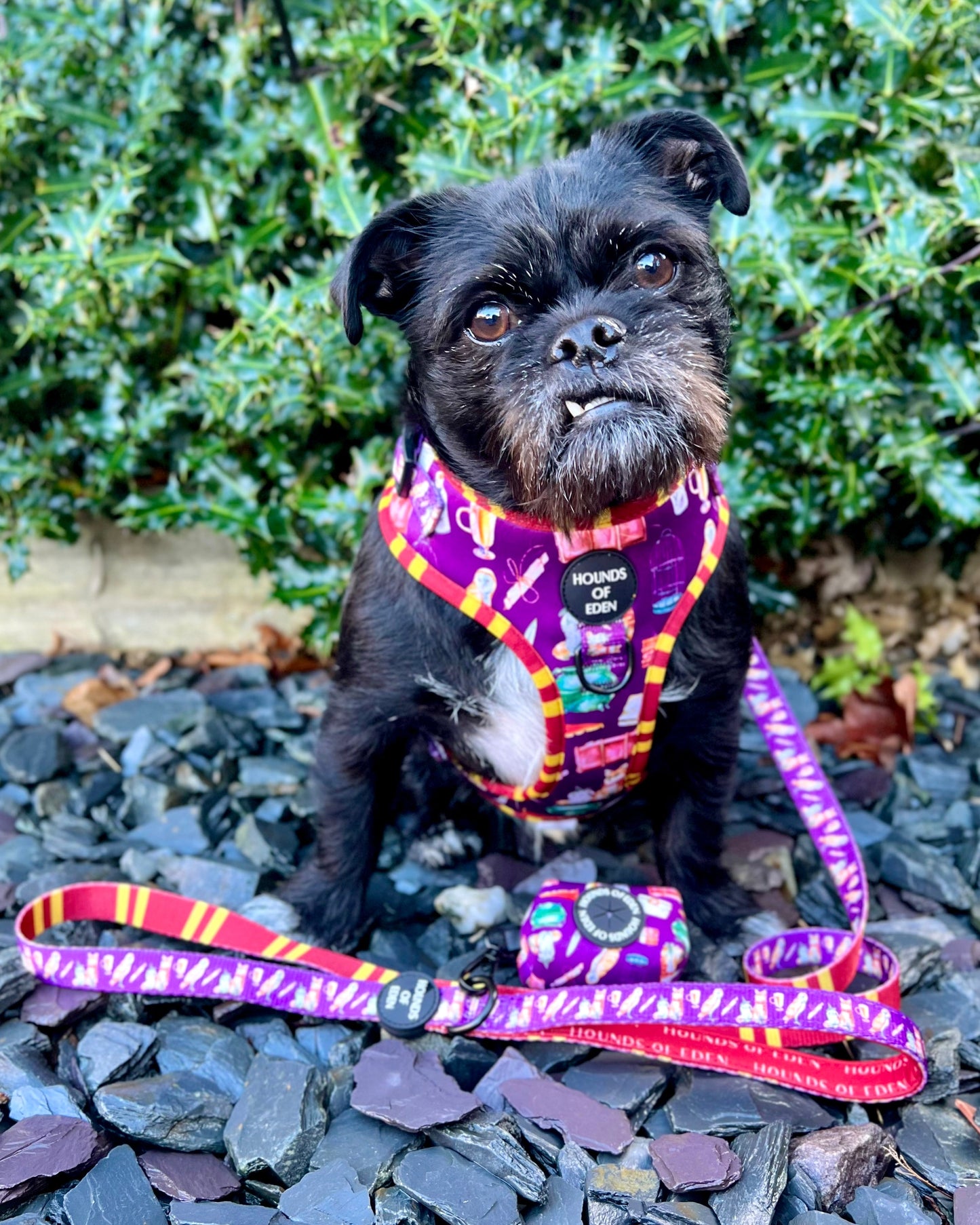 Harry Pawter Design Dog Bow Tie