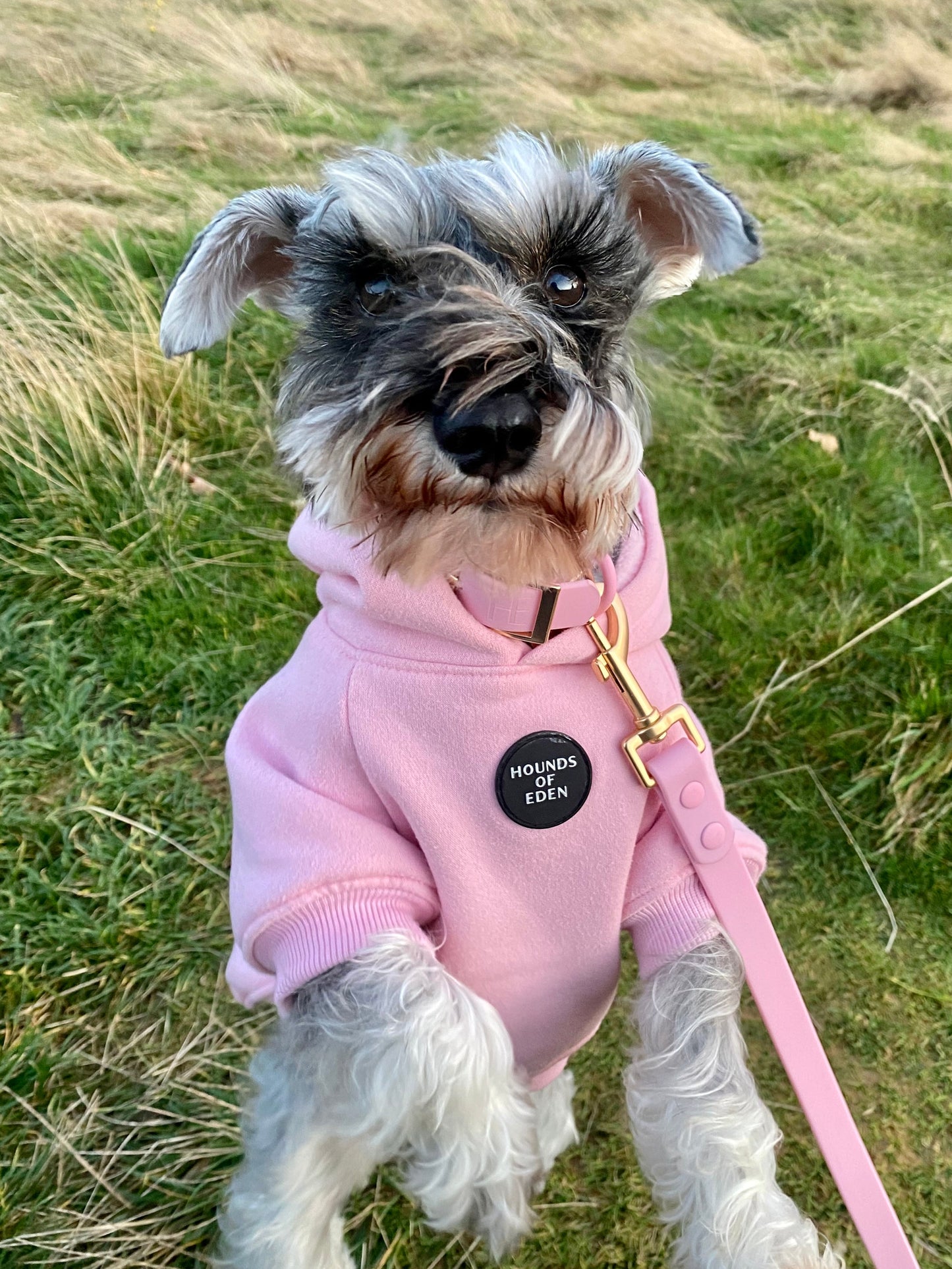 Dog Hoodie - Grey