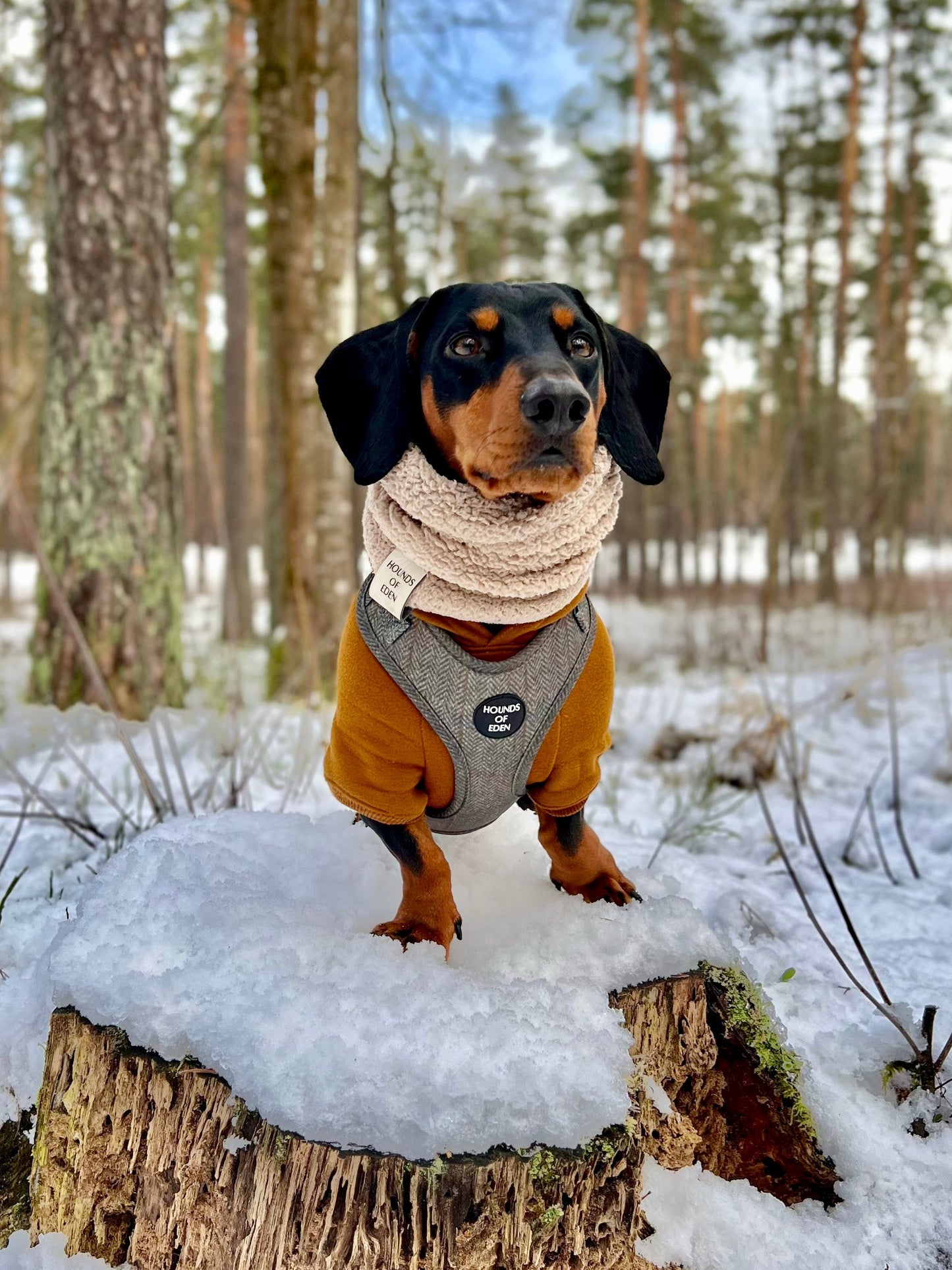 Dog Hoodie - Charcoal Grey