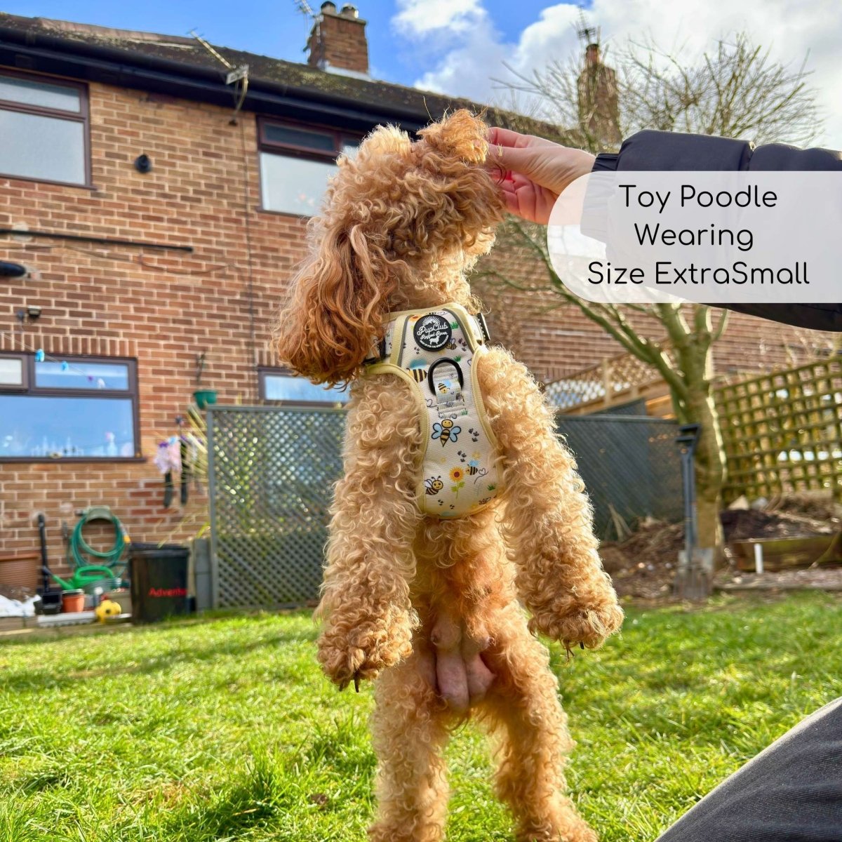 Rugged Rover™ Harness - Bee-utiful Summer