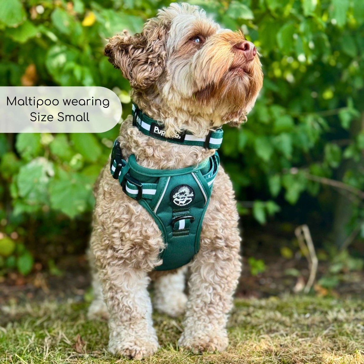 Rugged Rover™ Harness - Forest Green