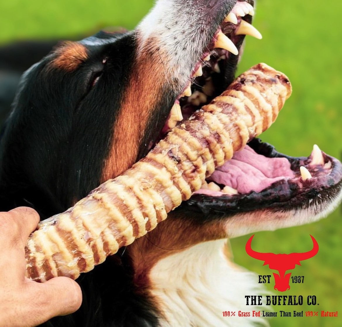 Buffalo Trachea Rounds - Dog Treats
